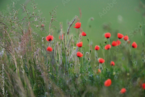 Poppies between tall grass in countryside.