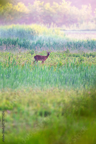 Fototapeta Naklejka Na Ścianę i Meble -  Roe deer doe between reed early in the morning.