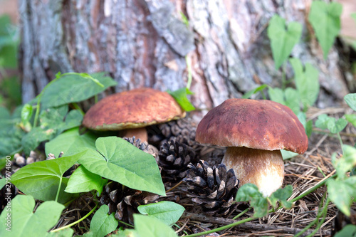 Two boletus edulis,king bolete.White fresh mushrooms on the forest background,green leaves and pine cones.Concept of hobby, picking mushrooms, wholesome, tasty food, a selection of non-poisonous mushr photo