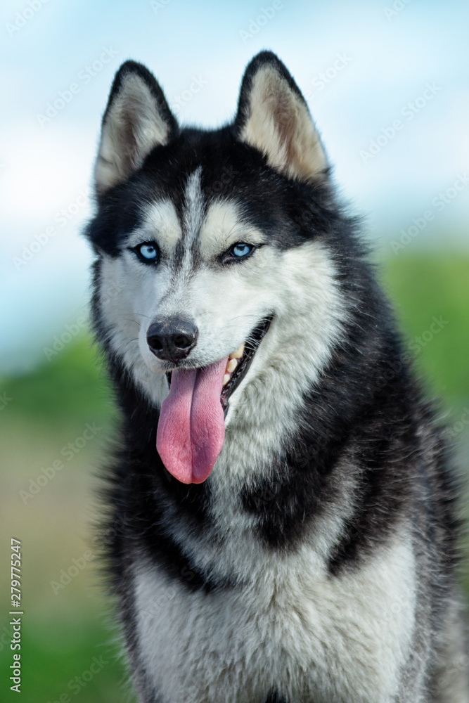closeup portrait two colors eye siberian husky in summer day