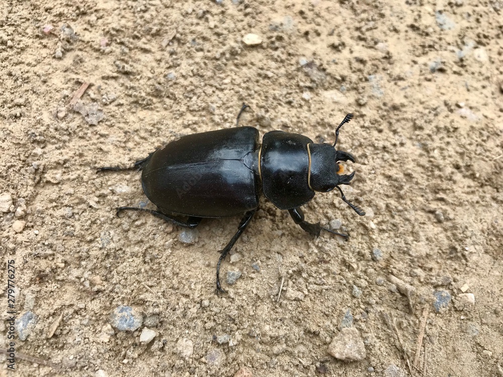 Escarabajo Escarabajo