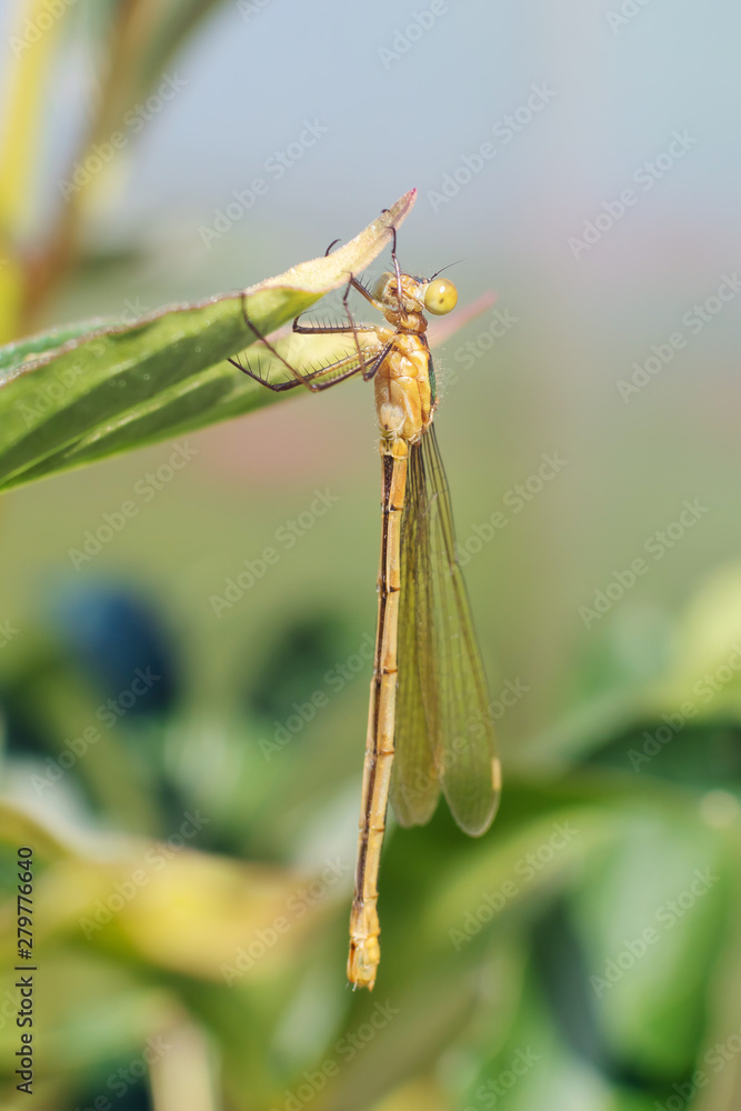 Dragonfly closeup sitting on the grass. Macro photo. Insects in the garden. Place for text. Dragonfly closeup sitting on the grass. Macro photo. Insects in the garden. Place for text.