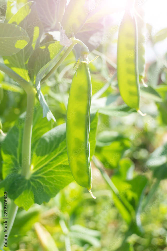 Obraz premium Pea pods hang on a branch. The sun shines brightly. The concept of growing legumes, ripening peas in the garden, organic products, environmental friendliness, vegetarianism. Close-up, space for text.