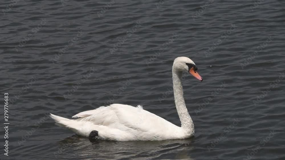 Beautiful white whooping swans swimming in lake. Beautiful white whooping swans swimming in lake.
