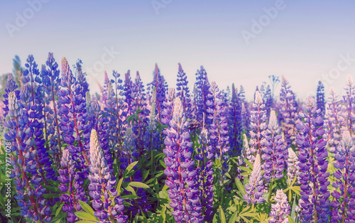 Beautiful bloom of wild flowers of purple lilac lupines in the clearing. Natural beautiful background.