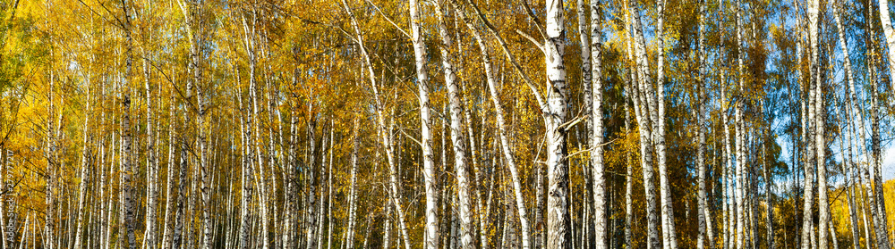Autumn birch forest. Panorama. Autumn birch forest. Panorama.