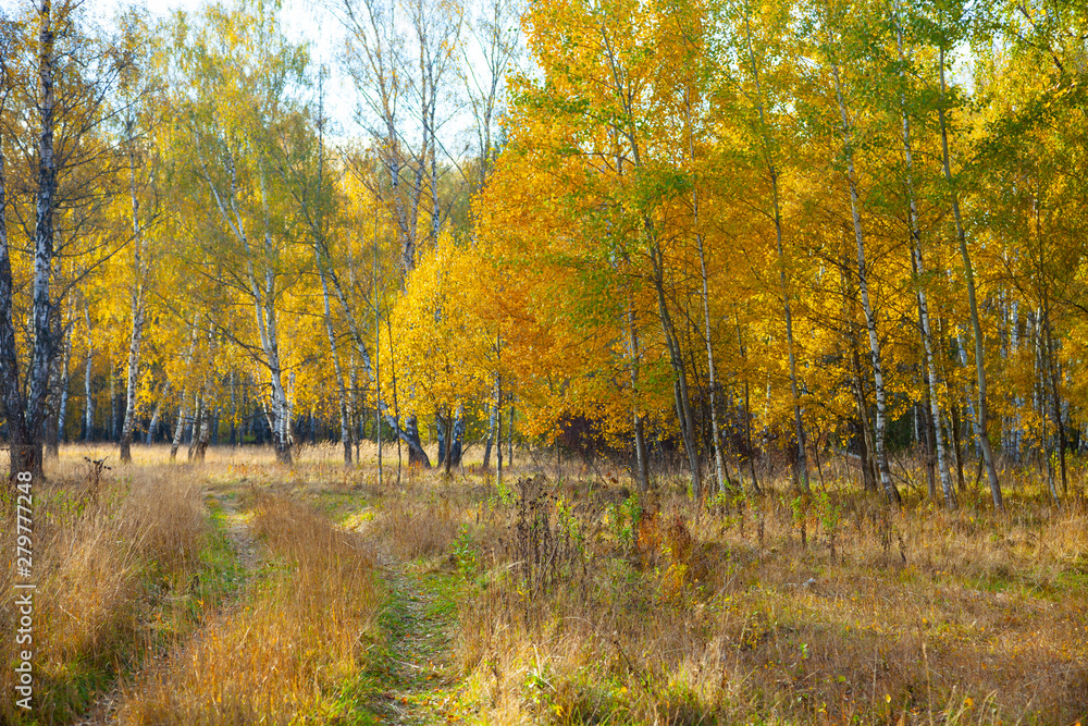 Fototapeta premium Autumn birch forest. Beautiful landscape.