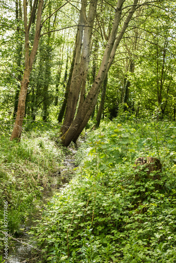 Obraz premium path in the forest