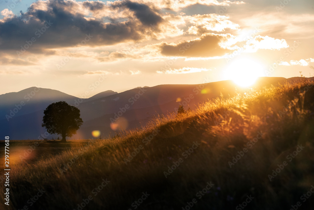 One tree on slope hill mountain and beautiful sunrise with tree alone and sun sky yellow blue background