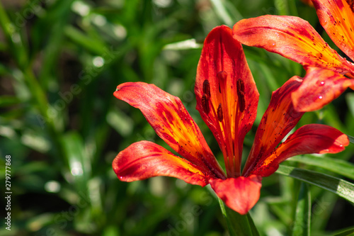 red daylily on a background of greenery in the garden