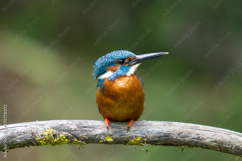 Fototapeta premium The kingfisher on the branch.