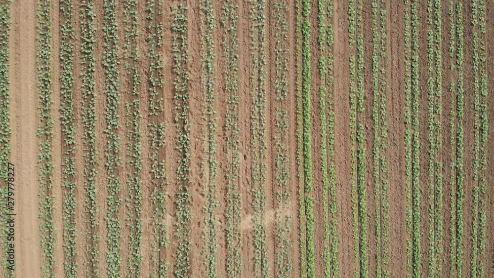 Cabbage plants in rows in a farm field, aerial view. Cabbage field on a commercial farm. View from drone. Cabbage plants in rows in a farm field, aerial view. Cabbage field on a commercial farm. View from drone.