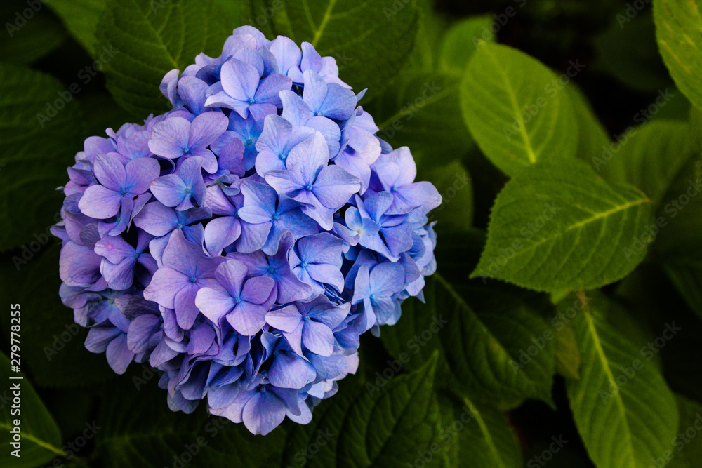 Beautiful Flower, Hydrangea Flowers, Hydrangea Macrophylla Blooming in The Garden japan. Beautiful Flower, Hydrangea Flowers, Hydrangea Macrophylla Blooming in The Garden japan.