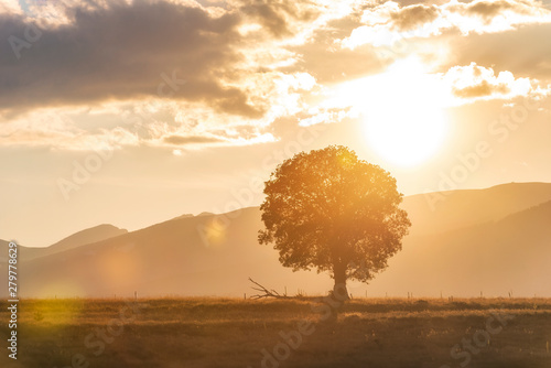 Rural landscape with a hill and a single tree at golden sunset with warm light