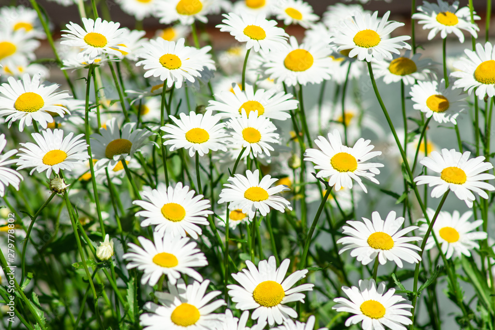 Fototapeta premium chamomile flowers in the meadow on a sunny day