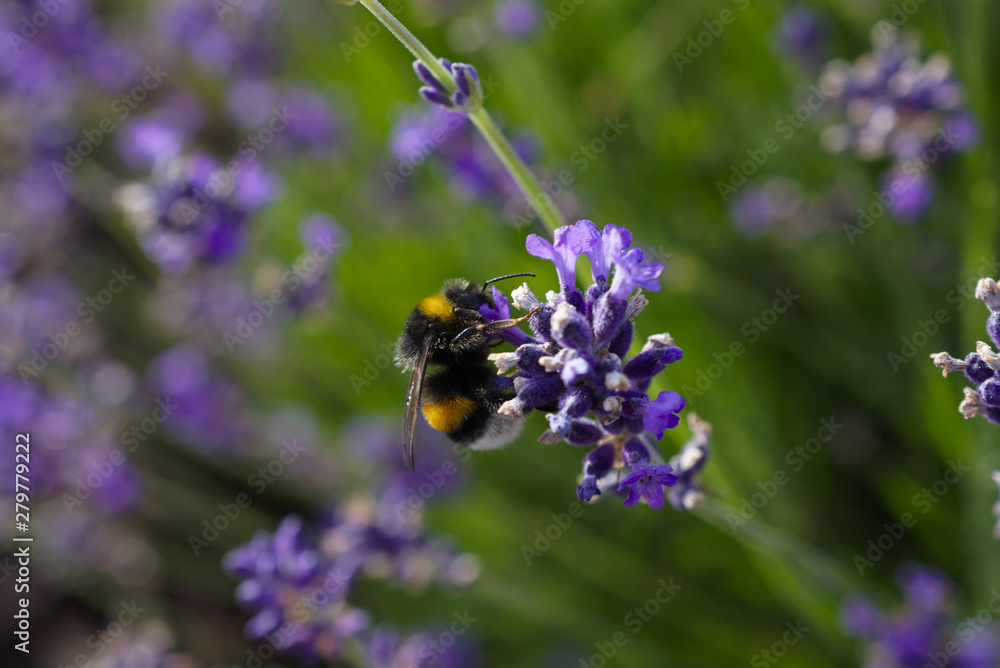 Hummel bei der Nektarsuche und beim Bestäuben Hummel bei der Nektarsuche und beim Bestäuben