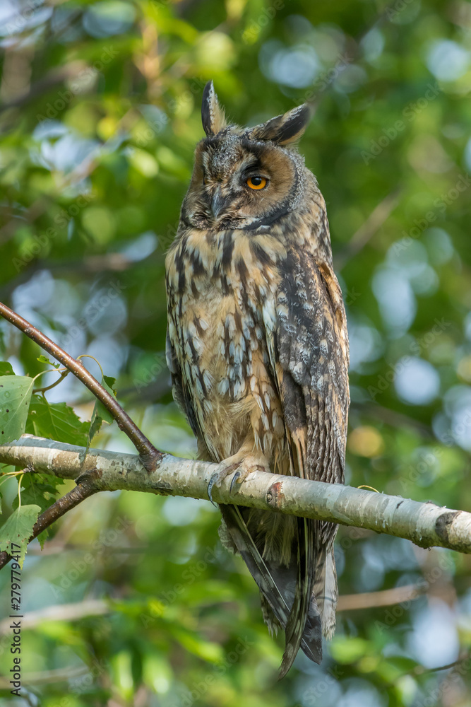 Obraz premium uszatka zwyczajna