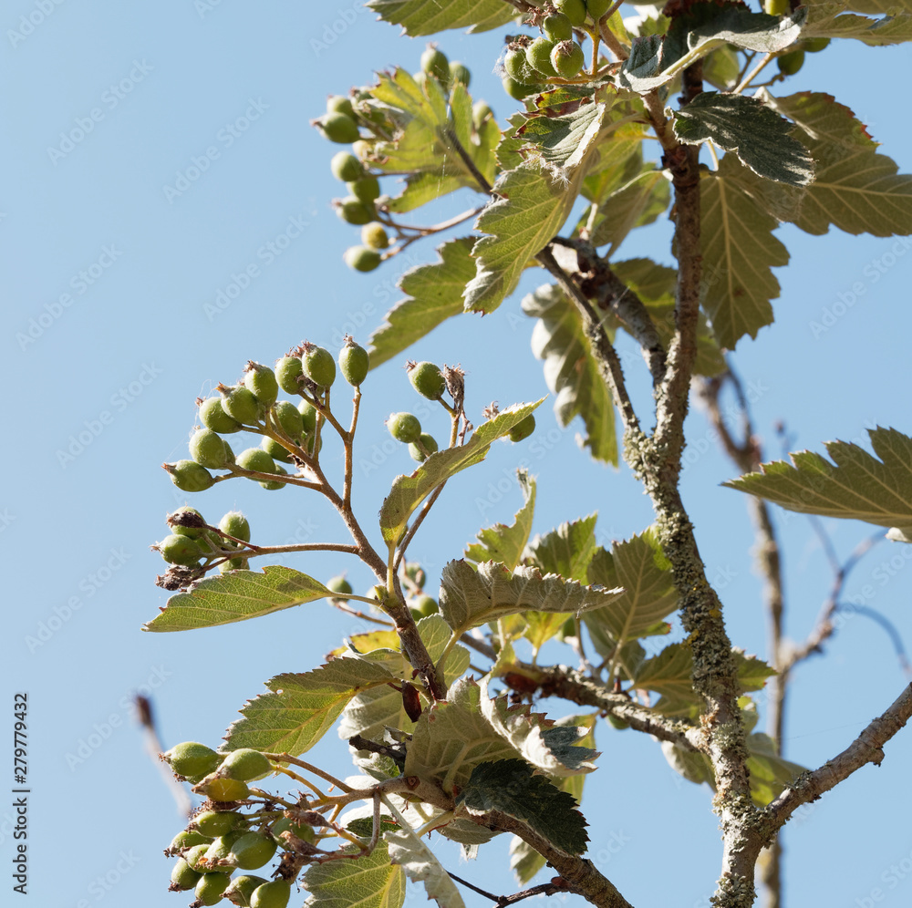Alisier de Suède ou sorbier intermédiaire (Sorbus intermedia). Feuilles vert foncé et fruits non maturées