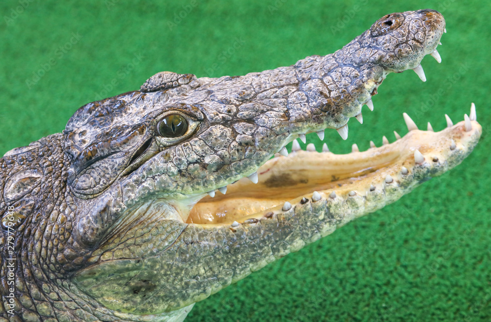 Obraz premium Portrait of a crocodile on a green background