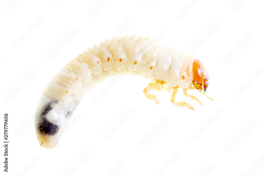 Naklejka premium Lelome beetle on a white background