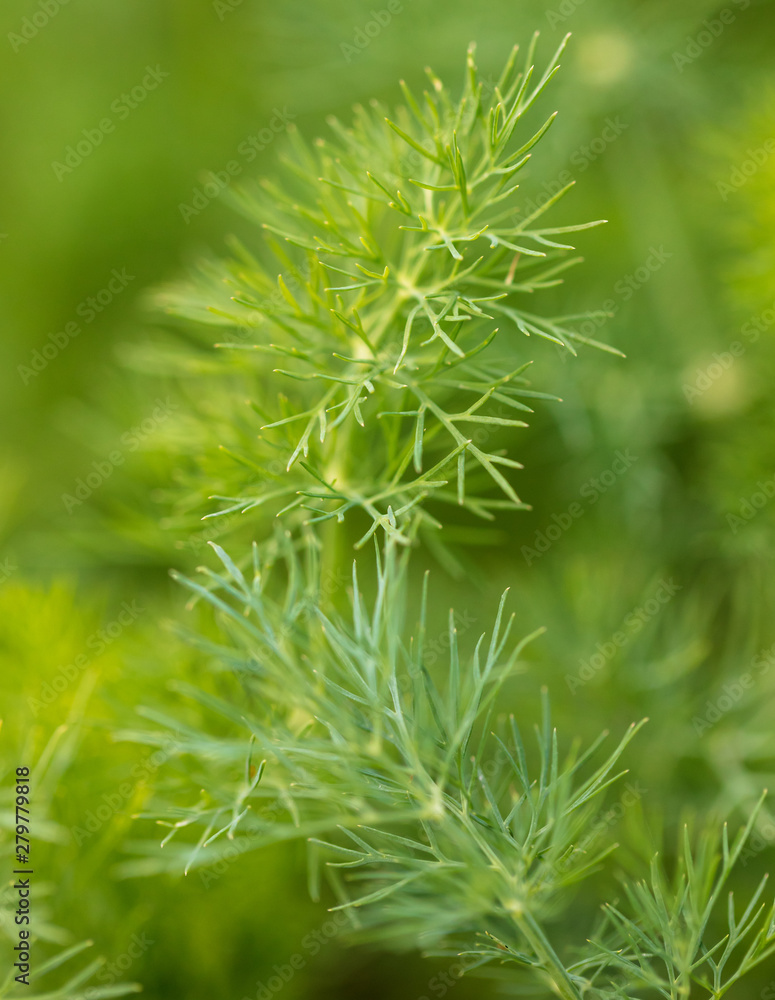 Green leaves on dill as a background Green leaves on dill as a background
