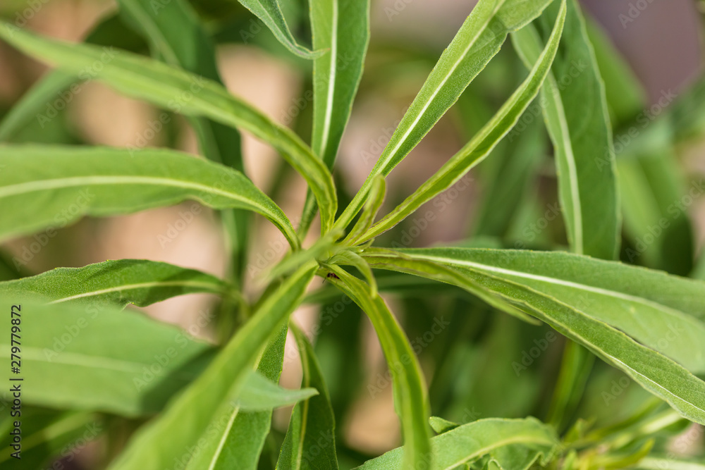 Fototapeta premium Green leaves on the plant as background