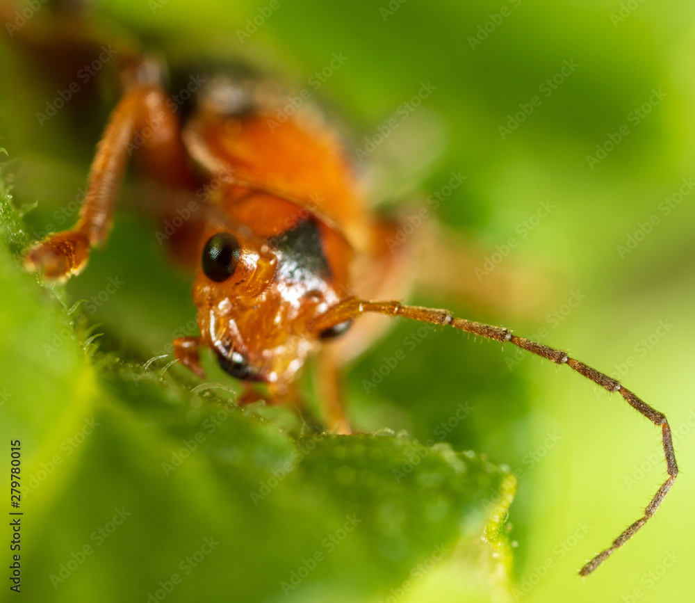 Portrait of a beetle on nature. Macro photo Portrait of a beetle on nature. Macro photo