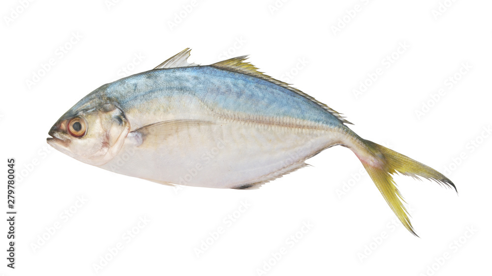 Yellowtail scad isolated on white, Atule mate Yellowtail scad isolated on white, Atule mate