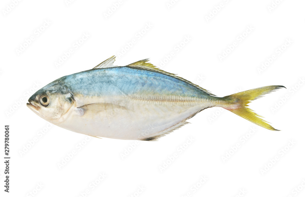Fresh scad fish isolated on white background, Atule mate Fresh scad fish isolated on white background, Atule mate
