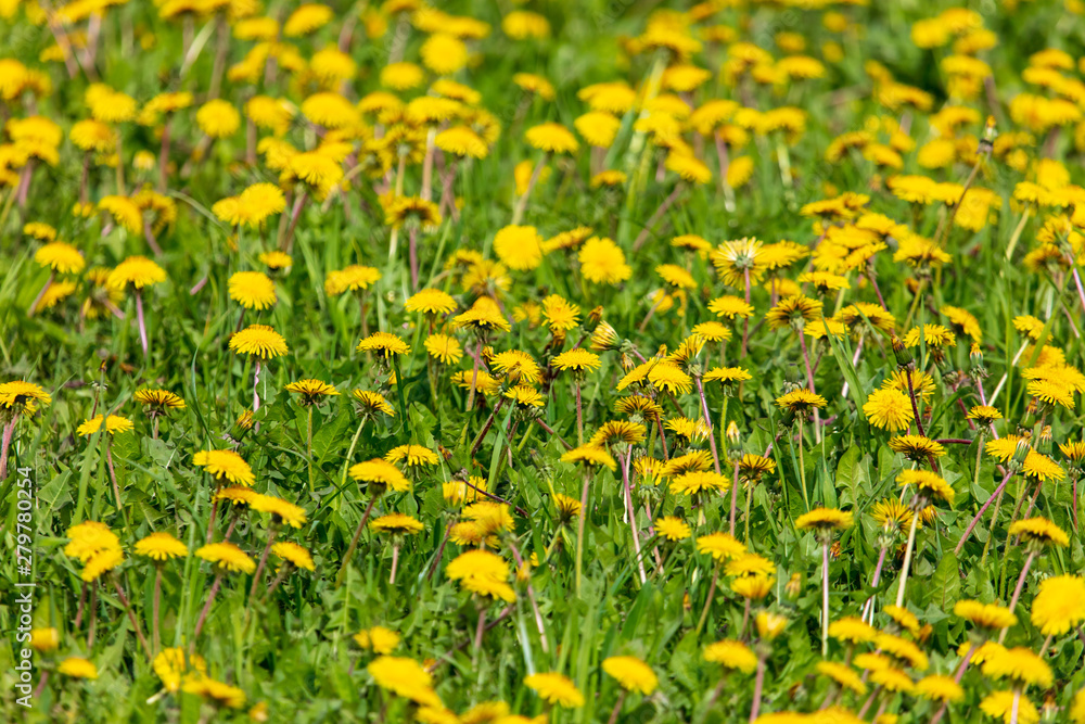Yellow dandelion flowers on green grass as background