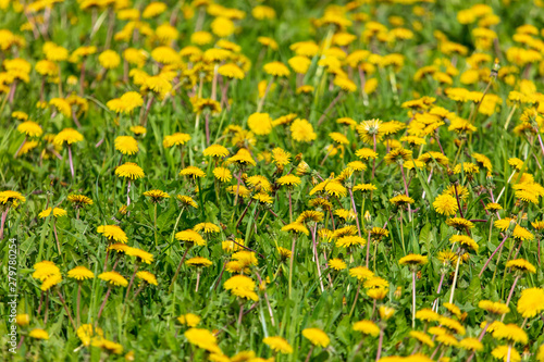 Yellow dandelion flowers on green grass as background © schankz
