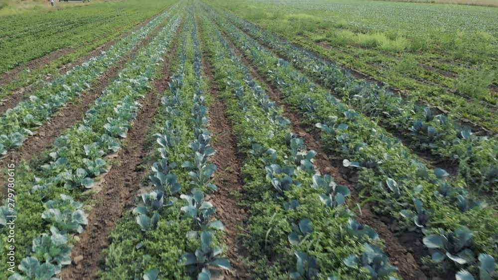 Vegetable garden on a summer day. Field with green cabbage plants in summer. Concept of agribusiness. Vegetable garden on a summer day. Field with green cabbage plants in summer. Concept of agribusiness.