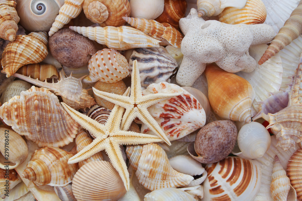 Seashell background, lots of amazing sea shells, coral and starfishes