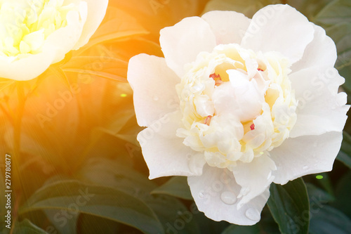 Flowers peony background with solar light. Beautiful perfect white peony with greenery in the garden. For Valentine's Day greeting card, wedding anniversary, birthday