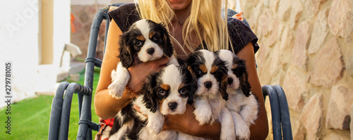 Foto happy owner photography holding four adorable King Charles Cavalier puppies in h