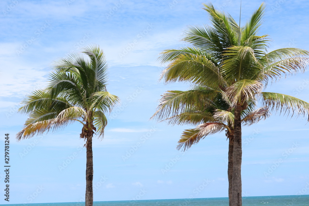 coconut trees on the beach, in summer , 