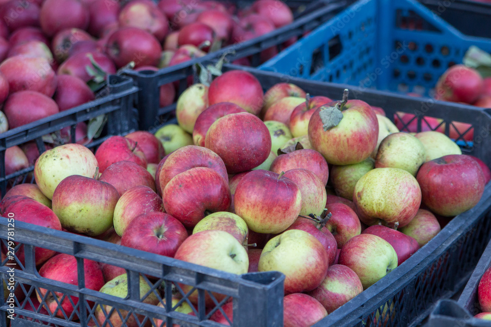 harvest of apples of autumn,fruit apples market, apples in plastic boxes harvest of apples of autumn,fruit apples market, apples in plastic boxes