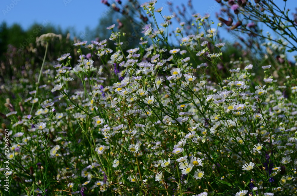 summer field with wild flowers on a sunny day summer field with wild flowers on a sunny day