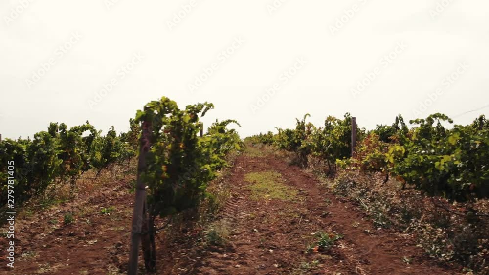 Young vineyard field in summer. Young grape vines. Winery plantation. Fruit plants growing on commercial field. Young vineyard field in summer. Young grape vines. Winery plantation. Fruit plants growing on commercial field.