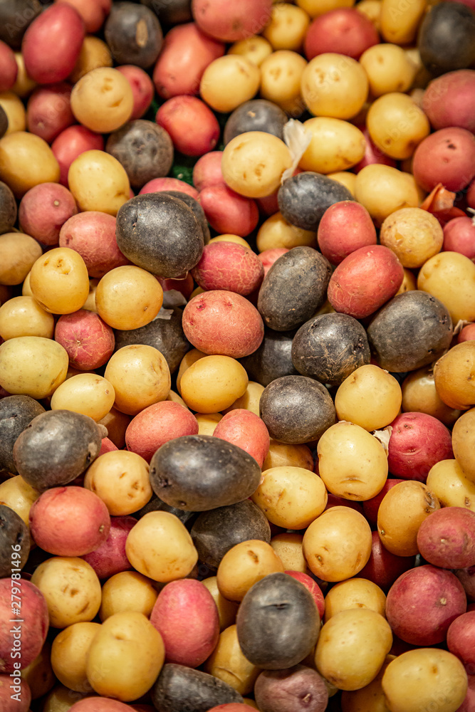 An abundance of red, purple and white potatoes for sale on a market stall An abundance of red, purple and white potatoes for sale on a market stall