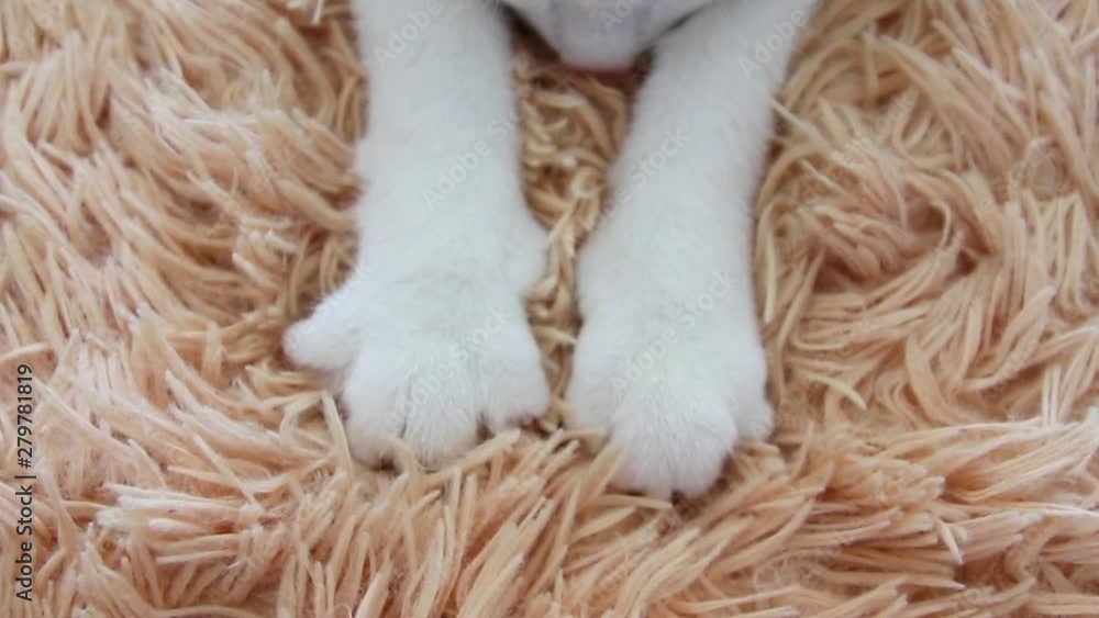 Little fluffy kittens paw close-up. A striped gray cat is massaging with the paws of a blanket and getting ready for bed. Rest and sleep concept Little fluffy kittens paw close-up. A striped gray cat is massaging with the paws of a blanket and getting ready for bed. Rest and sleep concept