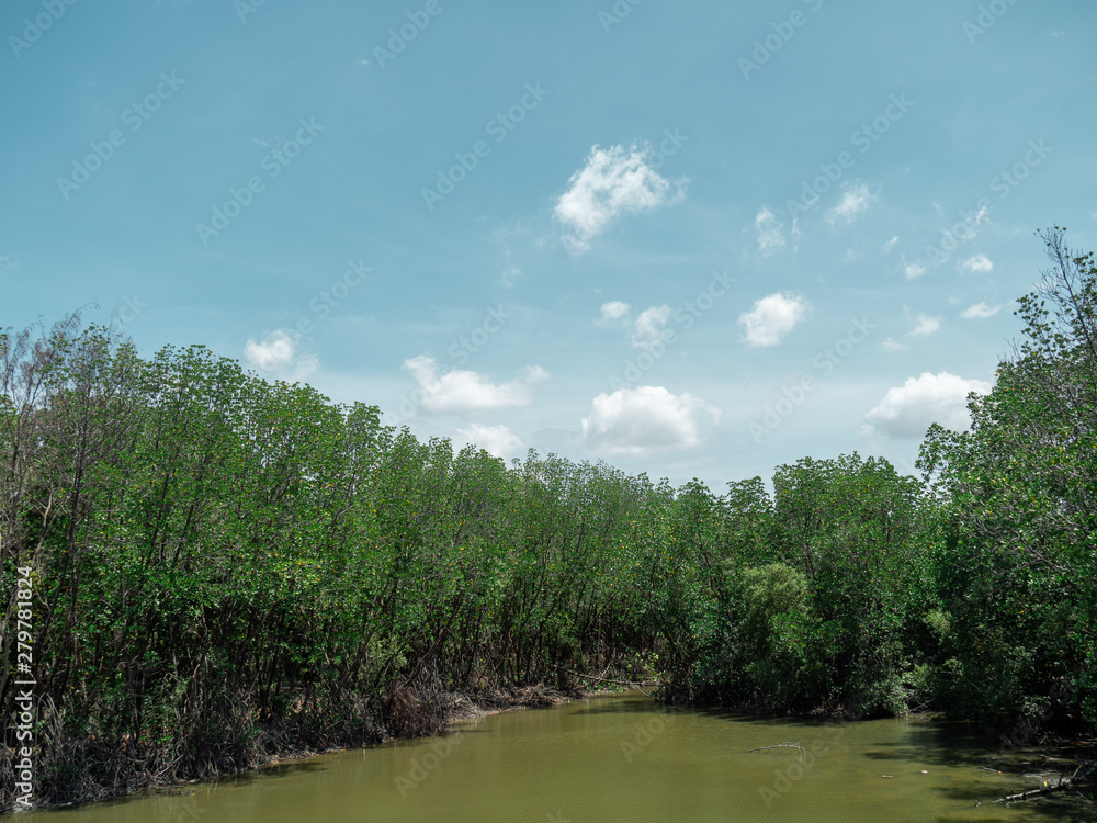 The mangrove area with blue sky, Nature background The mangrove area with blue sky, Nature background