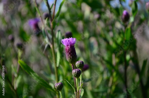 summer field with wild flowers on a sunny day