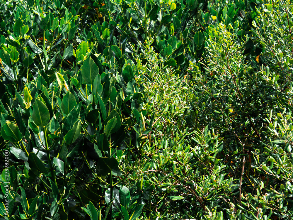Fototapeta premium Leaves of the mangrove trees at mangrove forest background, green nature background