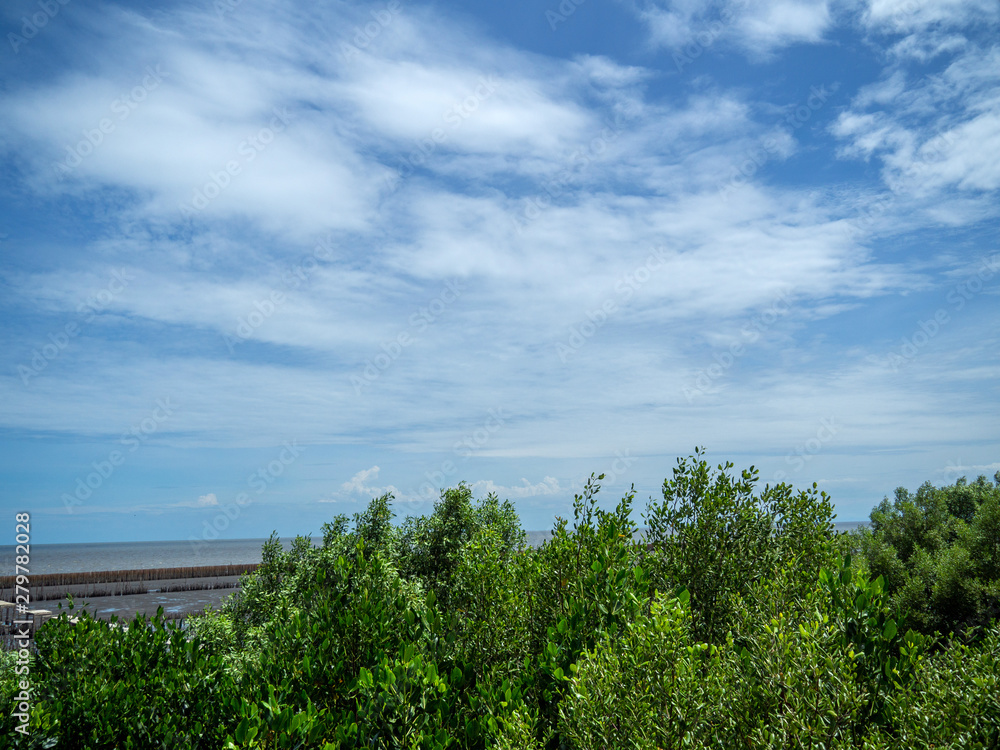 Mangrove trees in the mangrove forest with blue sky