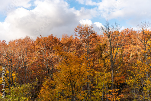 Autumn foliage scenery view, beautiful landscapes. Colorful forest trees in the foreground, and sky in the background