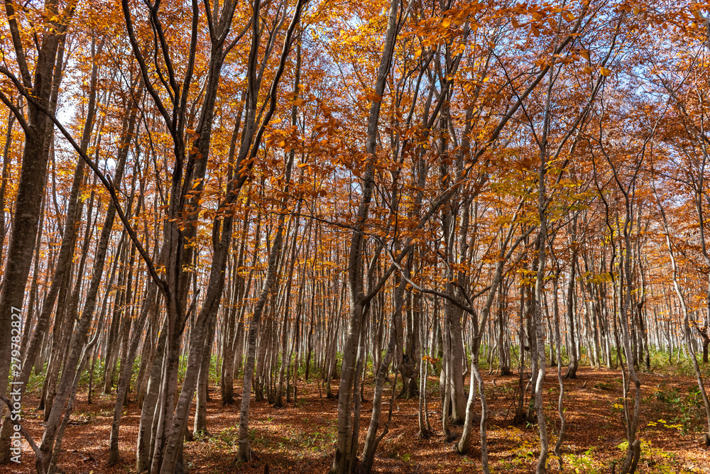 Obraz premium Colorful trees in forest. Autumn foliage scenery view, full of magnificent colours in red, orange, and golden colors foliage