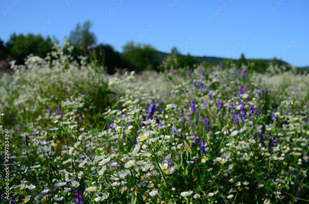 summer field with wild flowers on a sunny day summer field with wild flowers on a sunny day