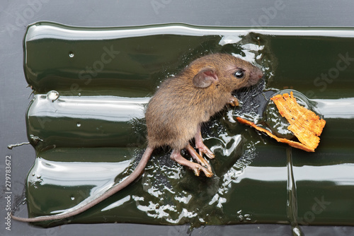 mouse trapped in glue tray photo