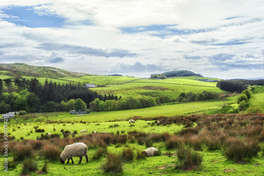 Fototapeta premium Sheep grazing in the fields in Kintyre in the Highlands of Scotland